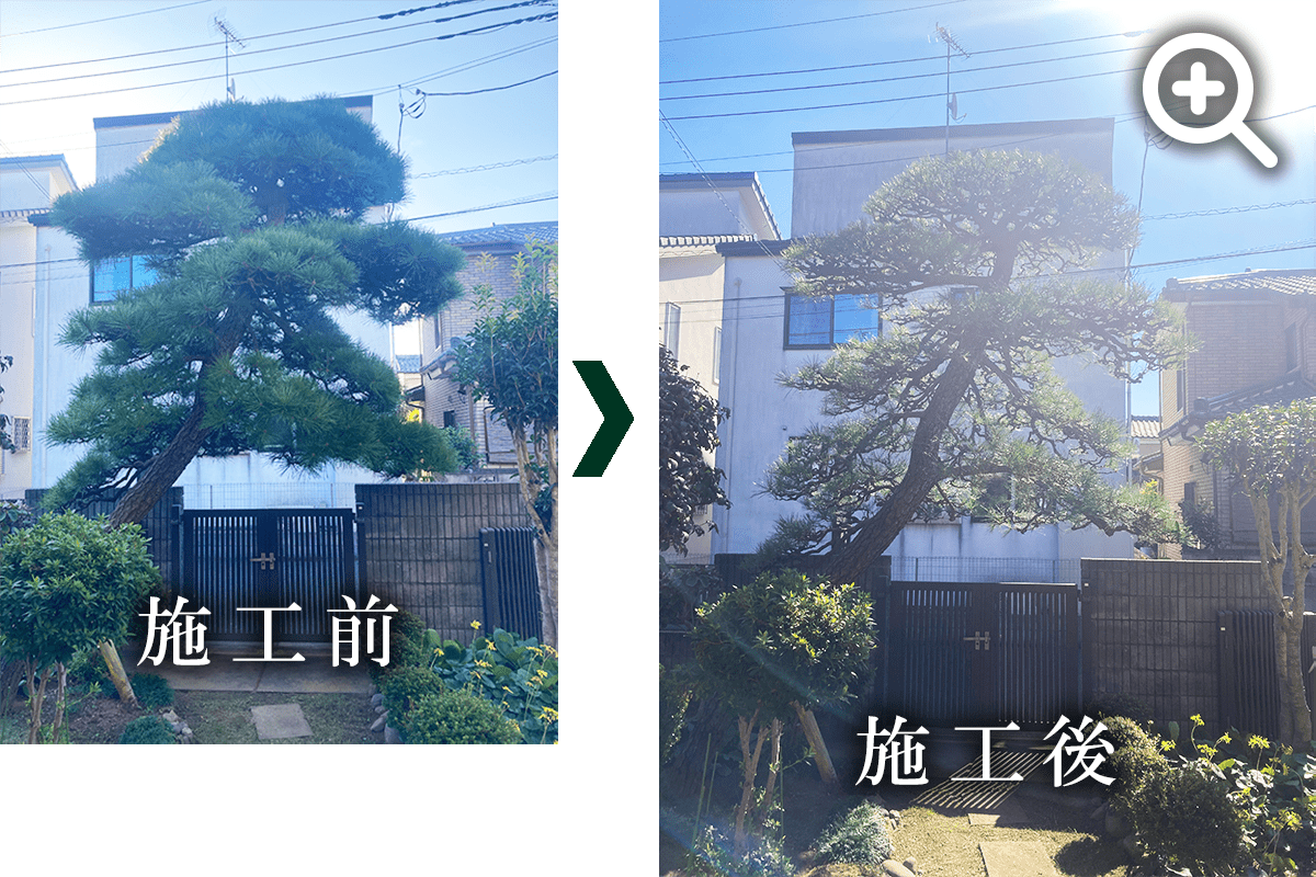 クロマツの剪定の写真です