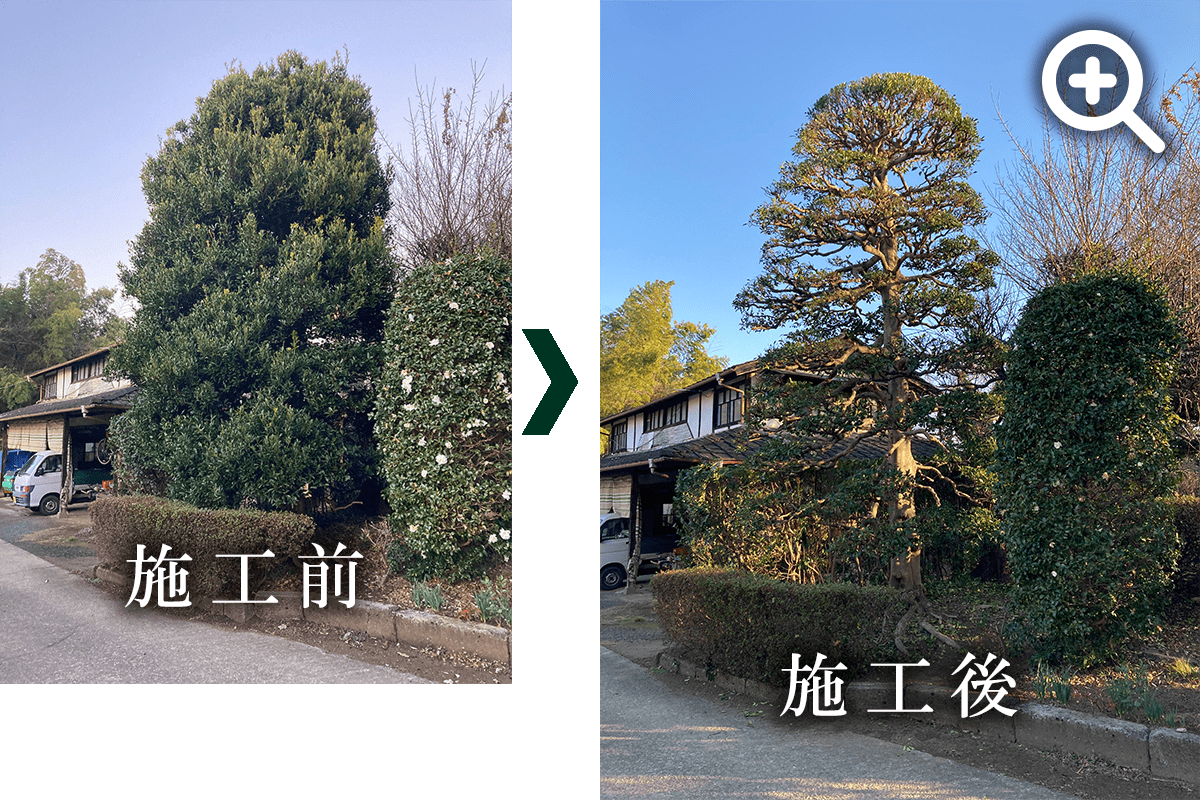 モチノキの刈り込みの写真です