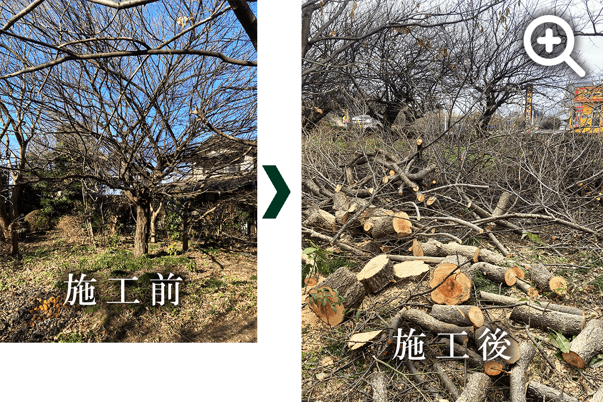梅の木の伐採の写真です