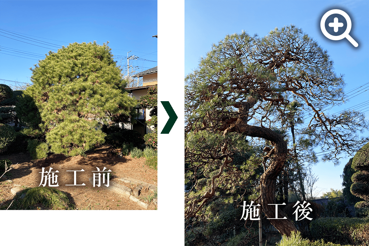 アカマツの剪定の写真です