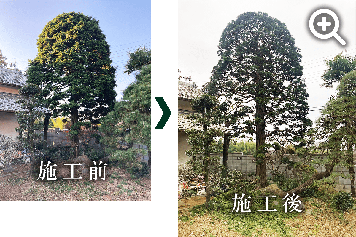 チャボヒバの剪定の写真です