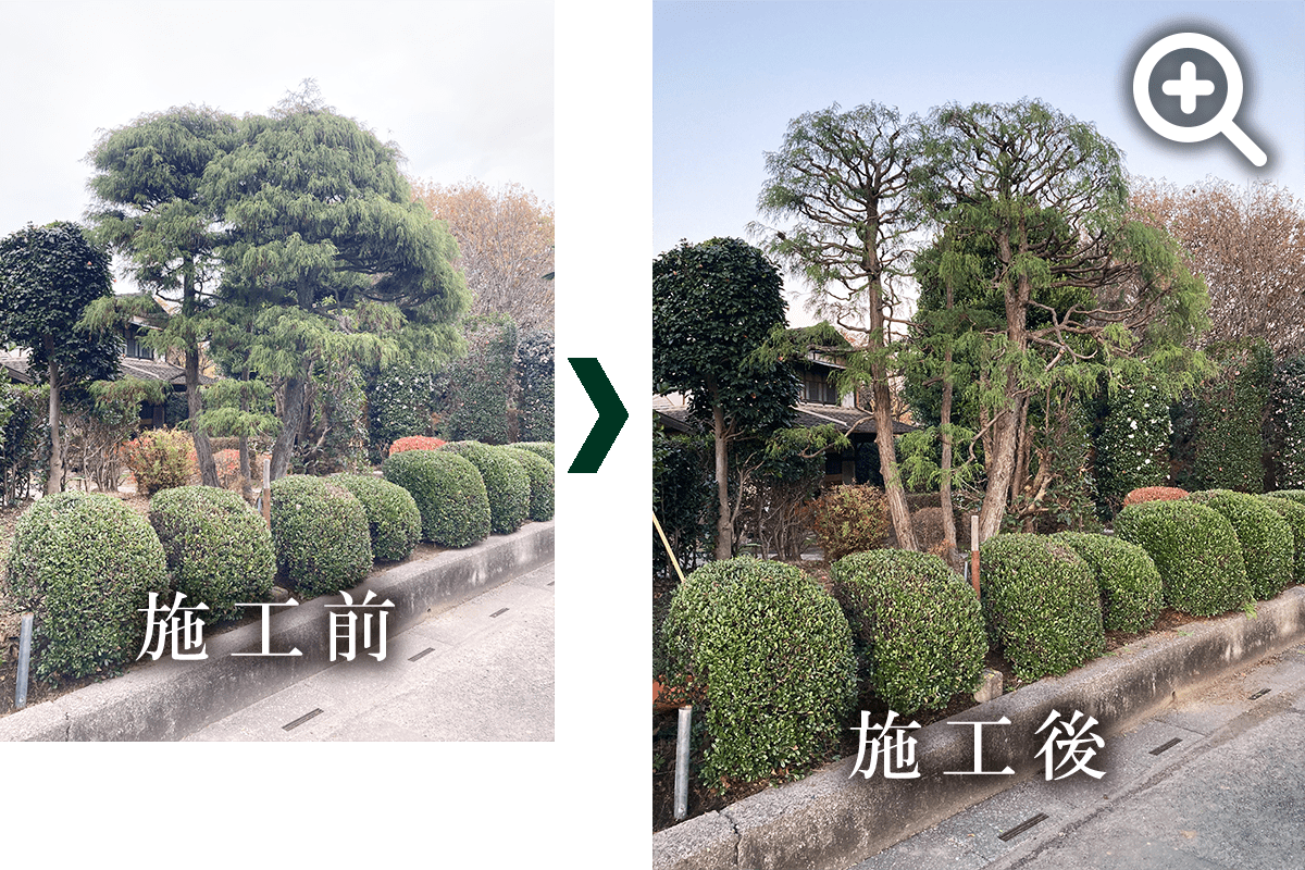 イトヒバの剪定の写真です