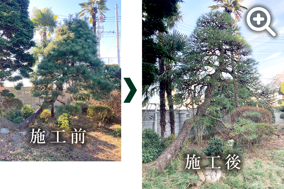 クロマツの剪定の写真です