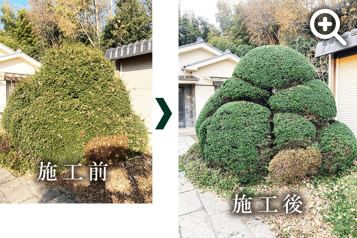 キャラ刈り込みの写真です