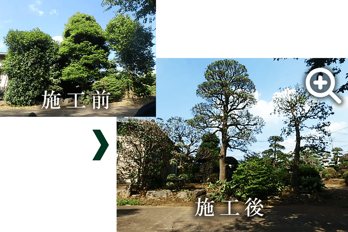 樹木の剪定の写真です