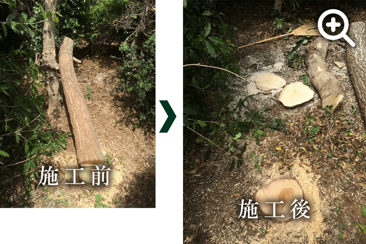 伐採の写真です